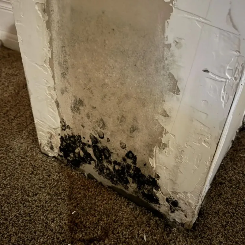 Professional Mold Removal in Gardena, CA